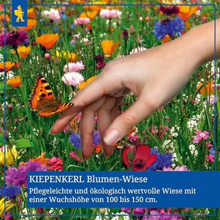 Kiepenkerl Blumen-Wiese 1 kg - Preisvergleich – Bild 3
