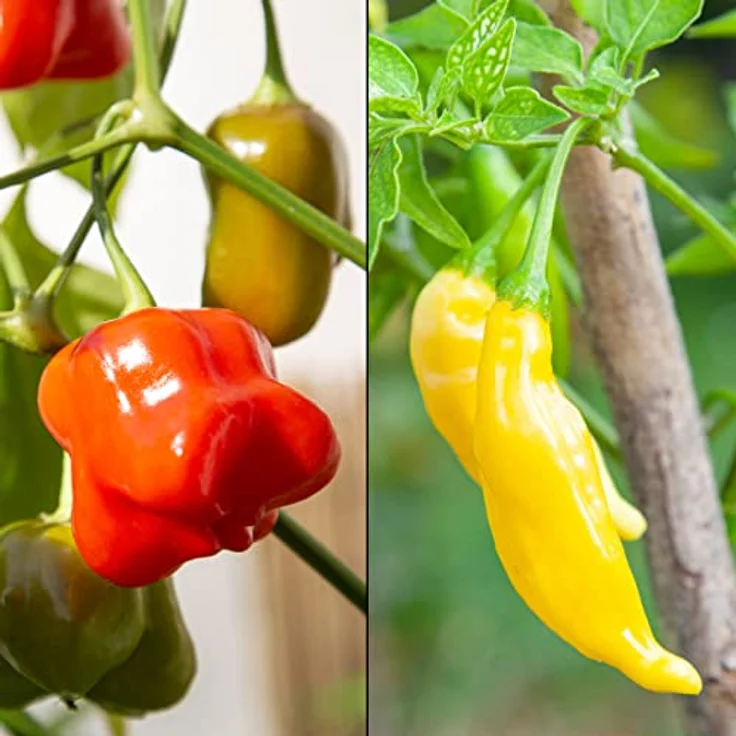 Chili Samen Set Mit 8 Sorten Chilisamen Für Garten Und Balkon Chilisortiment – Bild 7