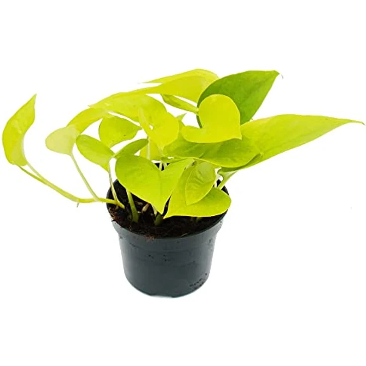Exotenherz Efeutute Epipremnum Golden Pothos, gelbgrüne Zimmerpflanze im 12cm Topf, ca. 14-18cm hoch, luftreinigend – Bild 1