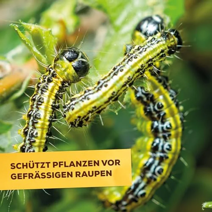 Solabiol Bio-Schädlingsfrei Akut AF500 ml – Bild 6