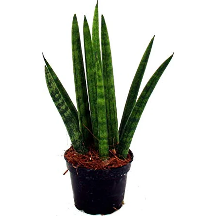 Exotenherz Sansevieria Cylindrica, 3er Set Zimmerpflanzen im 6,5cm Topf, Pflegeleichter Bogenhanf mit Twister, Spaghetti und Fächer Form – Bild 3