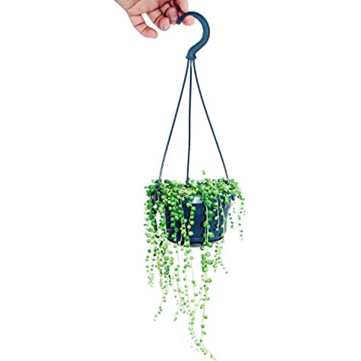 Exotenherz Hängeampel Senecio Rowleyanus, Erbse am Band mit 15-25 cm langen Ranken, Zimmerpflanze aus Südafrika – Bild 1