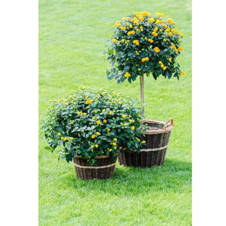 Dehner Weidenkorb, Höhe 25 cm, Ø 35 cm, Weidengeflecht – Bild 8