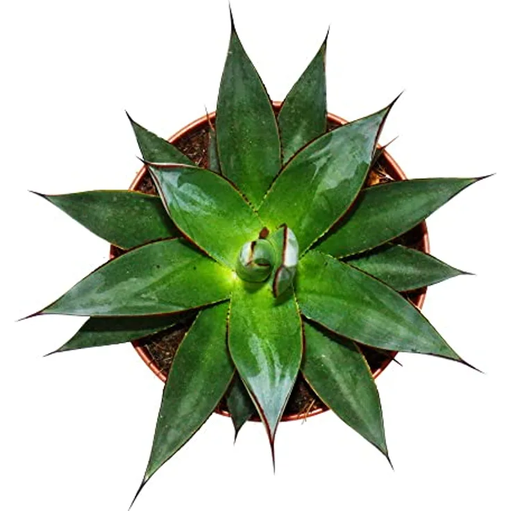Exotenherz Agave Shaka Zulu, Sukkulente Zimmerpflanze im 15cm Topf, stachelige Optik mit roter Zeichnung, pflegeleicht und frosthart