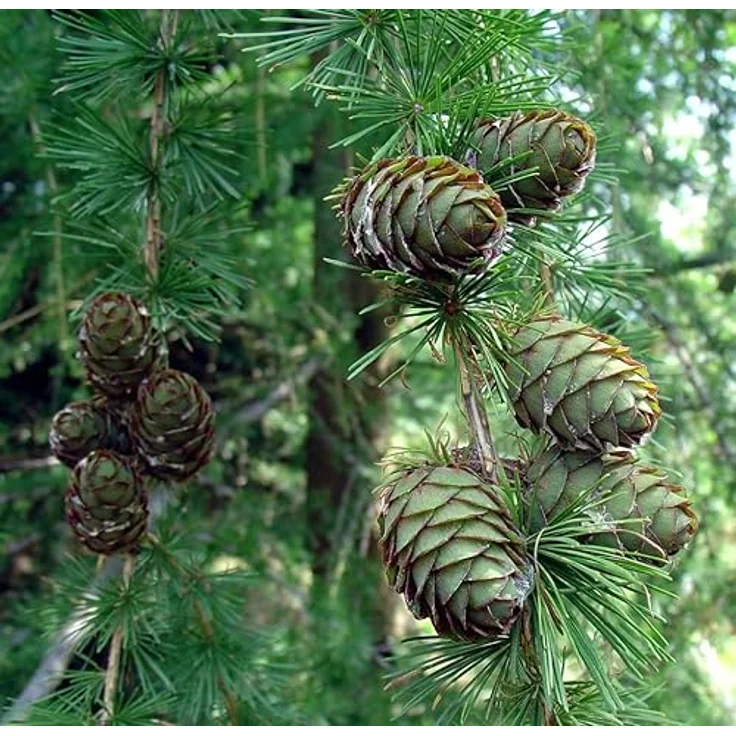 Gartenwelt Riegelsberger Hochbeet 150x60x72 cm aus Lärchenholz, Natur, mit modernen Rhombusleisten - Kräuterbeet Gemüsebeet – Bild 5