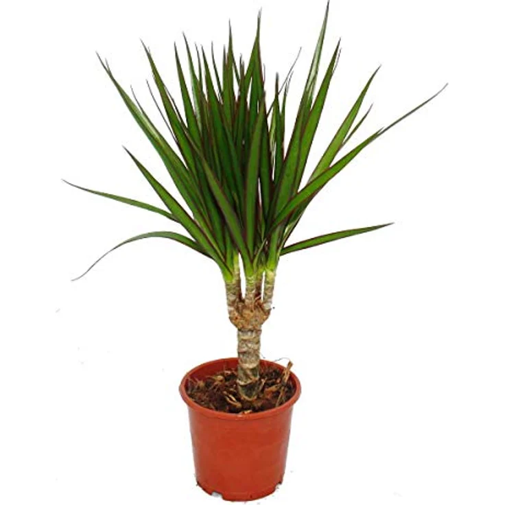 Exotenherz Drachenbaum Dracaena Marginata, Pflegeleichte Zimmerpflanze für helle bis halbschattige Standorte, 3 Pflanzen in 11cm Topfgröße, Gesamthöhe +/- 50cm – Bild 1