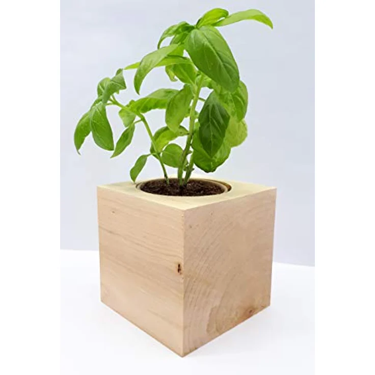 Feel Green Ecocube Basilikum, Bio Anzuchtset im Holzwürfel, Made in Austria – Bild 4