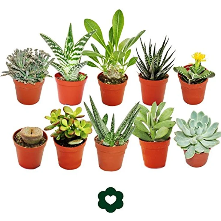 Exotenherz Set mit 10 verschiedenen Sukkulenten, 5,5 cm Töpfe, ideal für Sammler – Bild 1