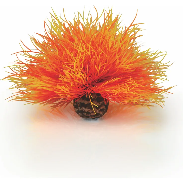 biOrb Seelilie feuer (46085)