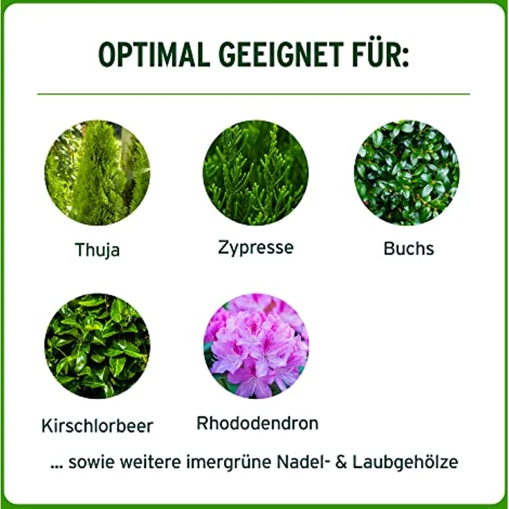Substral Thuja-Vital, Spezial-Dünger zum Spritzen und Gießen für Thujen, Zypressen, Buchs, Kirschlorbeer, o.ä., 500 ml – Bild 5