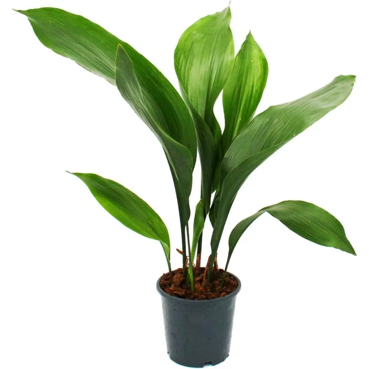 Exotenherz Schusterpalme Aspidistra elatior, pflegeleichte Zimmerpflanze für lichtarme Standorte, 15 cm Topf