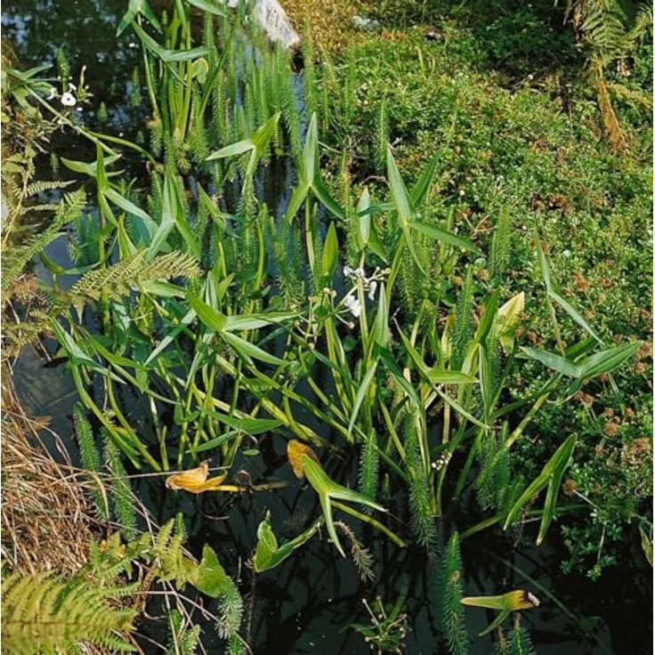 PlantaPro Sagittaria sagittifolia ssp. sagittifolia, Winterharte Wasserpflanze im 9x9 cm Topf – Pflegeleichtes Pfeilkraut für Teichrand & Flachwasser – Bild 3