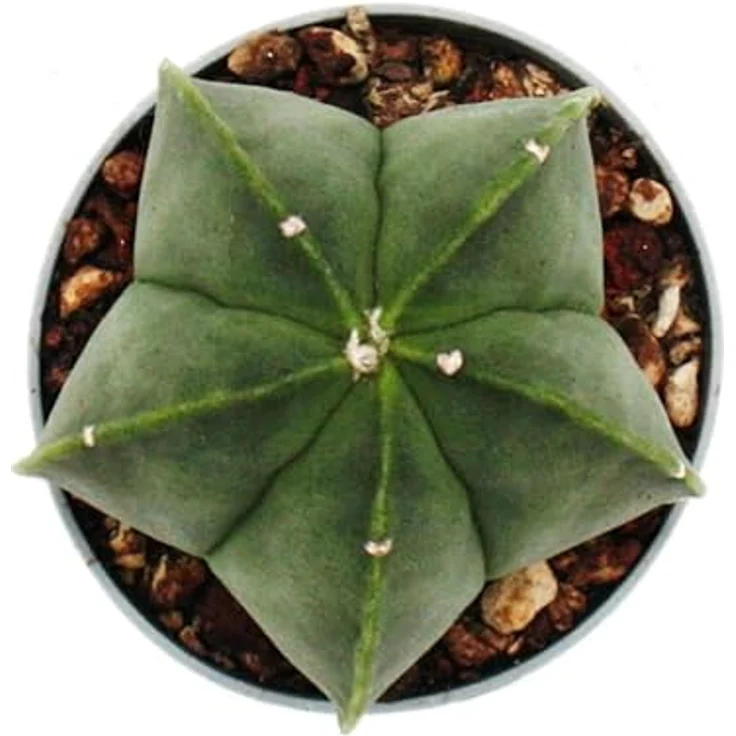 Exotenherz Astrophytum Myriostigma Nudum, Nackte Bischofsmütze im 6,5cm Topf, Rarität unter den Kakteen, pflegeleicht und dekorativ – Bild 2