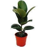 Exotenherz Gummibaum Ficus Elastica Robusta, 50-60 cm hoch im 17 cm Topf, pflegeleicht, verbessert Raumklima