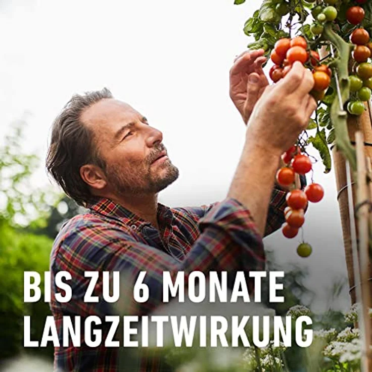Compo Tomaten Langzeit-Dünger neu, 2 kg – Bild 5