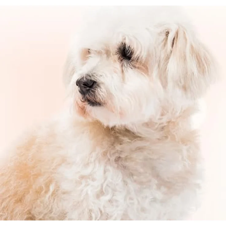 Zolux Mac-Oda 20 mm (Hund, Hundesport), Halsband + Leine – Bild 5