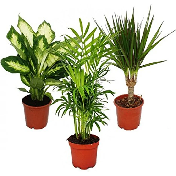 Exotenherz Zimmerpflanzen Mix II, 3er Set mit Dieffenbachia, Chamaedorea und Dracena Marginata, Pflegeleicht, Topfgröße 10-12 cm, Gesamthöhe ca. 40-45 cm – Bild 2