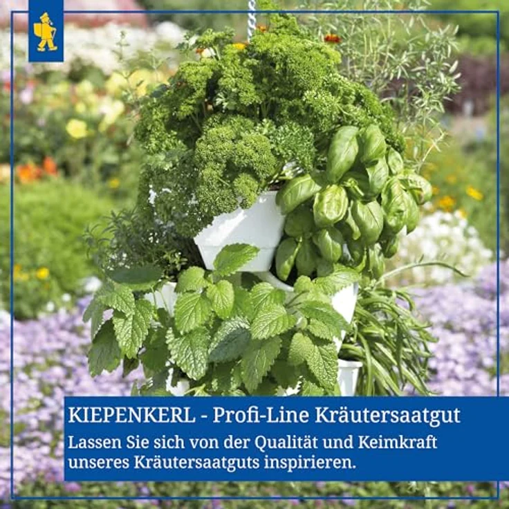 Kiepenkerl Bärlauch Waldknoblauch Allium ursinum – Bild 6