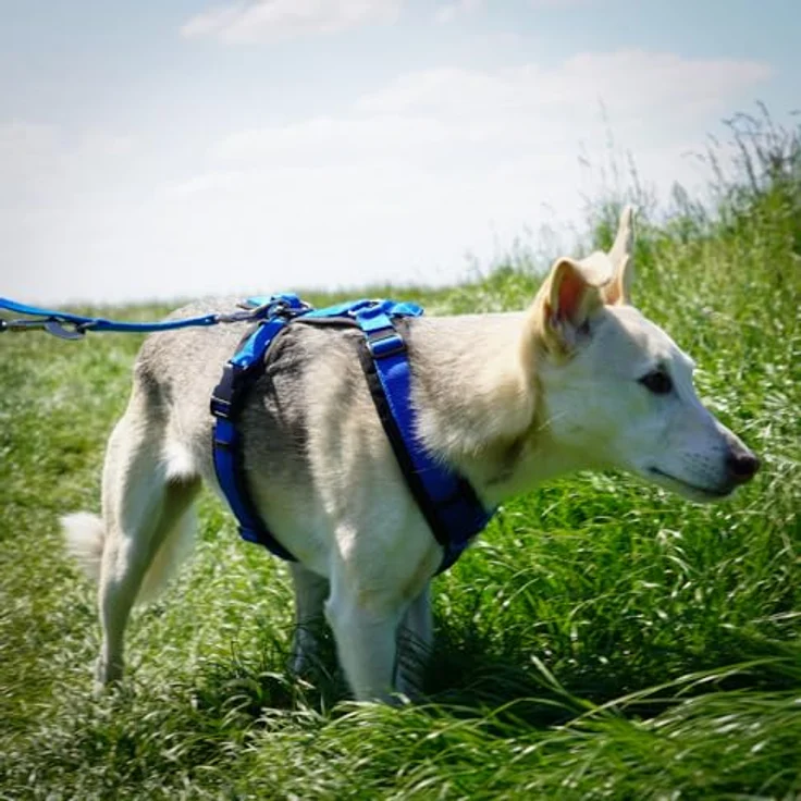 anny-x Anny·x Fun Hundegeschirr, Verstellbar, Schwarz-Blau, S, Hochbelastbares Cordura-Gewebe mit Robustem Design und Optimierter Druckverteilung – Bild 4