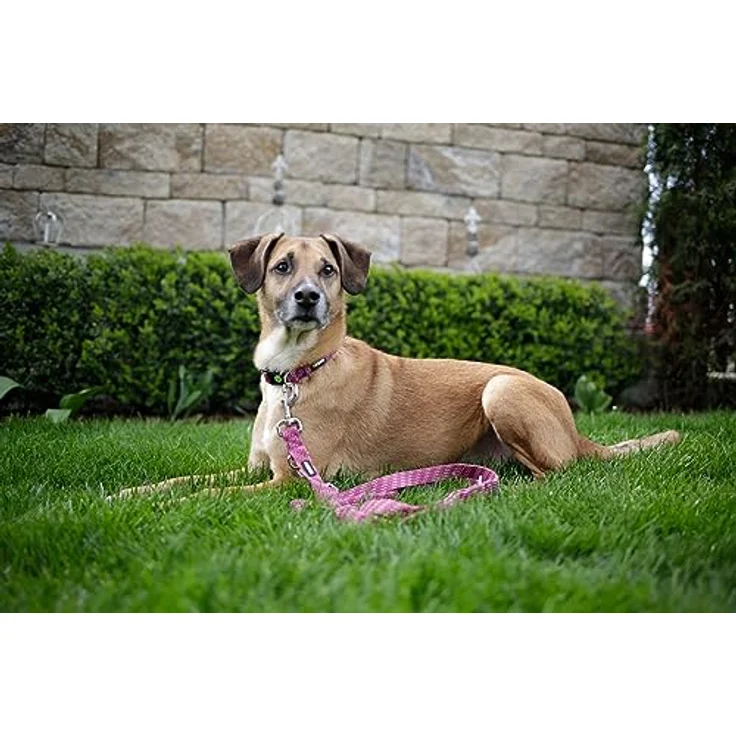 Kerbl Pet Führleine Colorado, Fuchsia, stabil mit verchromten Beschlägen, 25 mm / 200 cm – Bild 5