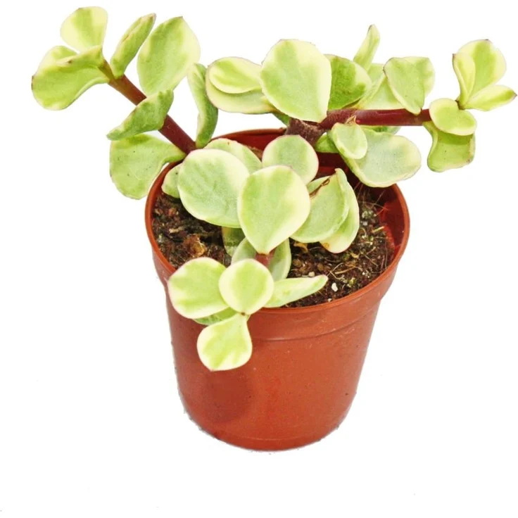Exotenherz Portulacaria Afra Var. Jadebaum, Kleine Zimmerpflanze im 5,5cm Topf, robust und mit leuchtend hellen Blättern