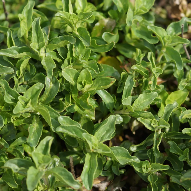 Blumixx Stauden Mentha pulegium - Poleiminze