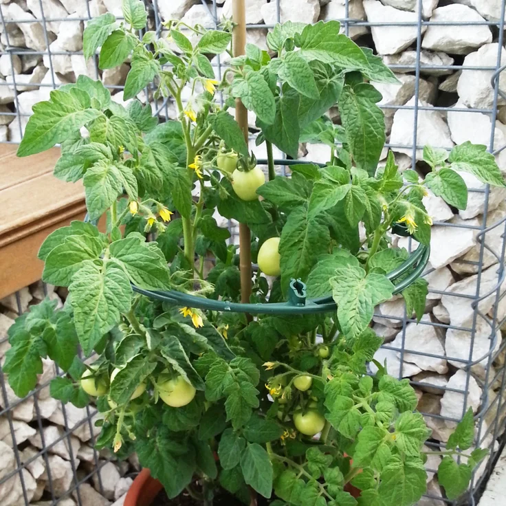 Windhager Pflanzenring Vario 30 - 40 cm, 3 Stück – Bild 1