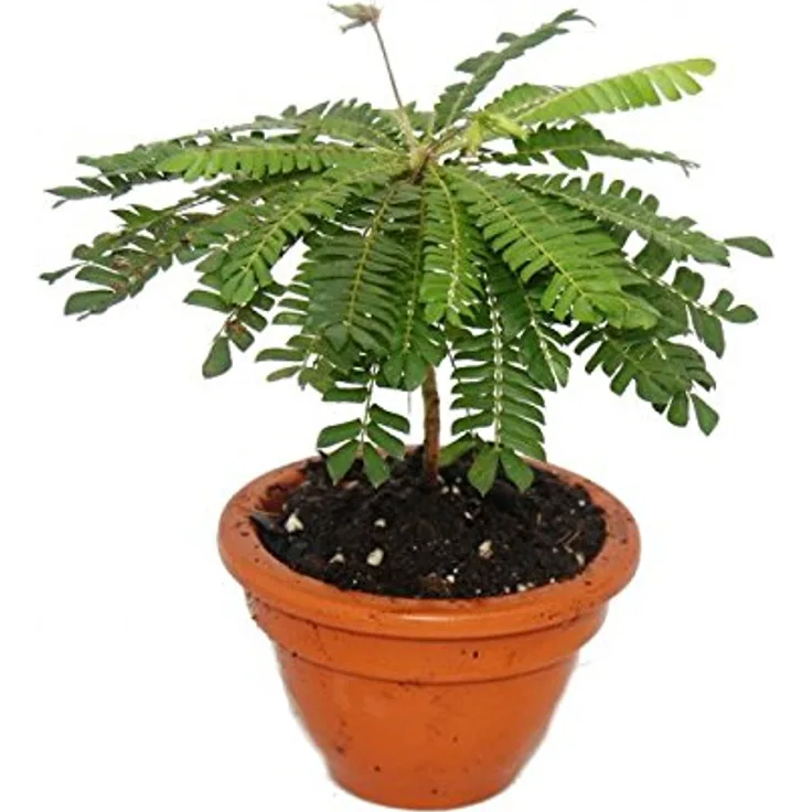 Exotenherz Biophytum Sensitivum, Südseepalme 9cm im Tontopf, bewegliche Pflanze mit Tages-Nacht-Rhythmus, ideal für Kinder