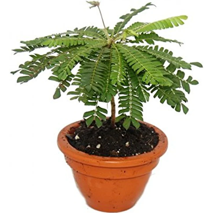 Exotenherz Biophytum Sensitivum, Südseepalme 9cm im Tontopf, bewegliche Pflanze mit Tages-Nacht-Rhythmus, ideal für Kinder – Bild 1
