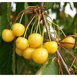 Süßkirsche Dönissens Gelbe Knorperlkirsche Busch, im 10L-Container, saftig und süß