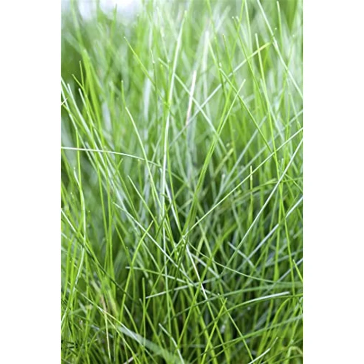 PlantaPro Eleocharis acicularis, Winterharte Aquariumpflanze & Teichpflanze im 9x9 cm Topf, Pflegeleicht, Mehrjährig, Für Vordergrund & Bodendecker – Bild 1