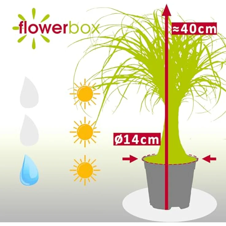 FLOWERBOX - Elefantenfuß - Beaucarnea 4260566296309 – Bild 5