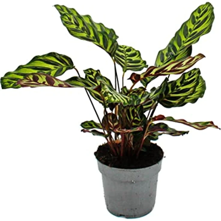 Exotenherz Calathea Makoyana, Schattenpflanze mit besonderem Blattmuster, 14cm Topf, ca. 35-40cm hoch – Bild 2