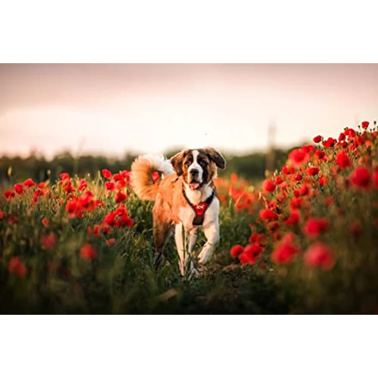 Julius-K9 Idc Hondentuig Longwalk Rood / Grijs (Hund), Halsband + Leine – Bild 7