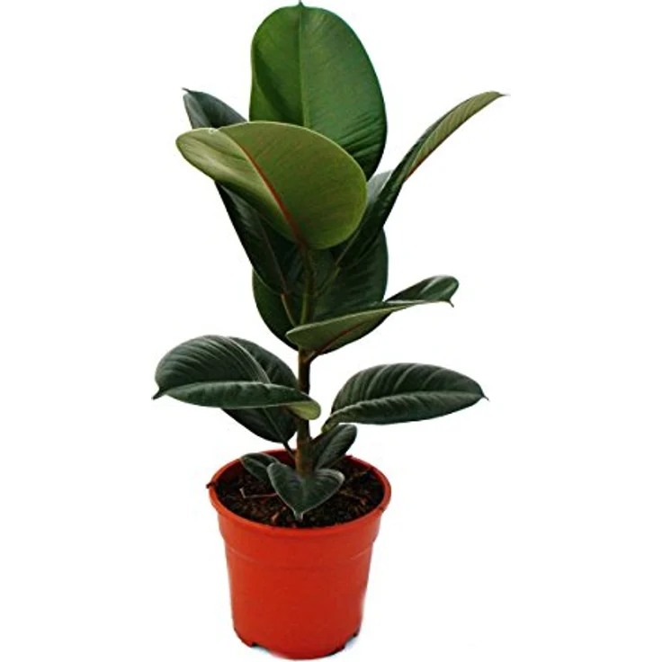 Exotenherz Gummibaum Ficus Elastica Robusta, 50-60 cm hoch im 17 cm Topf, pflegeleicht, verbessert Raumklima – Bild 2
