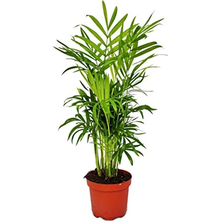 Exotenherz Großes Zimmerpflanzen Set mit 5 Pflanzen, 9cm Töpfe, inkl. Chamaedorea, Croton, Schefflera, Chlorophytum, Hedera, ca. 20-30cm Höhe – Bild 2