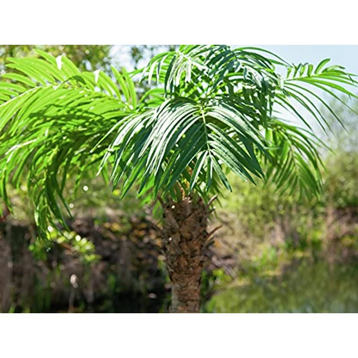 Europalms Phönixpalme luxor, Kunstpflanze, 150 cm, grün – Bild 7