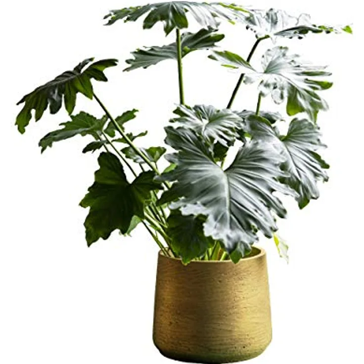Finestgreen Patt Pflanzgefäß Gold M | Blumentopf für Innen- und Außenbereich, Frostfest, UV-Beständig, wasserdicht | Blumenkübel Betonoptik | Pottery Pots