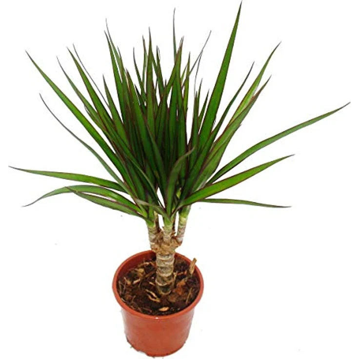 Exotenherz Drachenbaum Dracaena Marginata, Pflegeleichte Zimmerpflanze für helle bis halbschattige Standorte, 3 Pflanzen in 11cm Topfgröße, Gesamthöhe +/- 50cm – Bild 2
