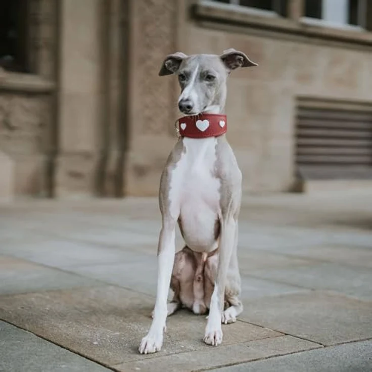 Hunter Windhund Love Halsband 32/XS, Rot/Schwarz, Rindnappaleder mit Polsterung und Herz-Zierelementen, Halsband + Leine – Bild 6