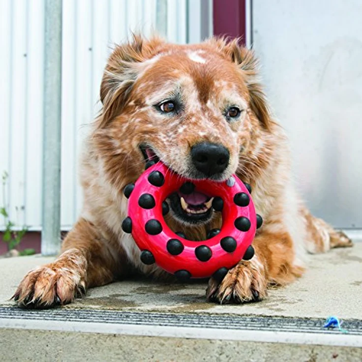 KONG – Dotz Circle – Hundespielzeug zum Kauen und zur Zahnreinigung – Für Große Hunde – Bild 2