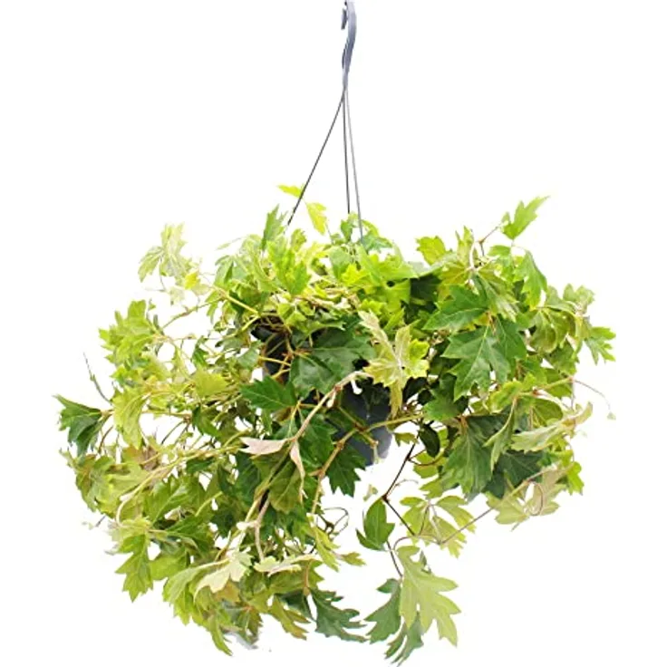 Exotenherz Königswein Cissus Rhombifolia 'Ellen Danica', 19cm Ampeltopf hängende Zimmerpflanze mit tiefgrünen Blättern