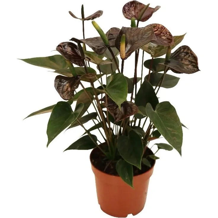 Exotenherz Anthurium Andreanum Black Karma, Zimmerpflanze mit schwarzer Blüte im 12cm Topf, ganzjähriger Blütezeit