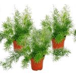Exotenherz Asparagus Densiflorus Sprengeri, 3er Set pflegeleichte Zimmerpflanzen mit 12 cm Topfgröße und 35 cm Gesamthöhe