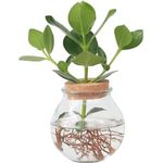 Plant in a Box Clusia Balsamapfel, Hydrokultur Zimmerpflanze im Glas mit Korken, pflegeleicht, 25-35 cm hoch