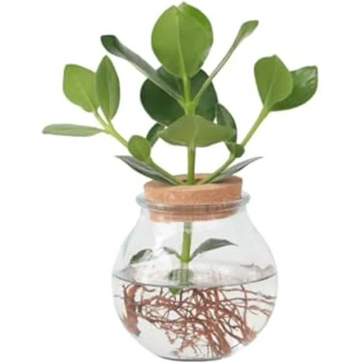 Plant in a Box Clusia Balsamapfel, Hydrokultur Zimmerpflanze im Glas mit Korken, pflegeleicht, 25-35 cm hoch