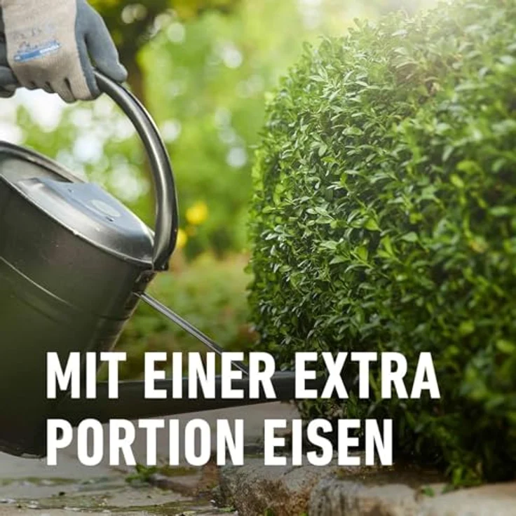 Compo Buchsbaum- und Ilex Langzeit-Dünger, Spezialdünger für Buchsbäume, Stechpalmen und Hecken, 6 Monate Wirkung, umweltschonend, 850 g für 17 m² – Bild 4