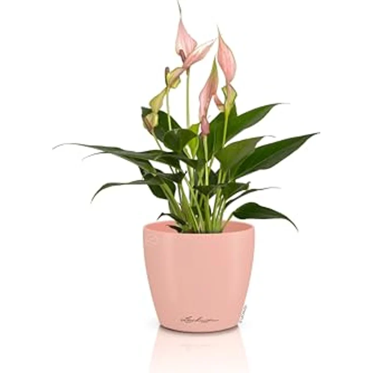Lechuza® Übertopf Classico Color 10 DECO, Pflanzgefäß ohne Bewässerungssystem, magnolie, 0,7 l – Bild 2