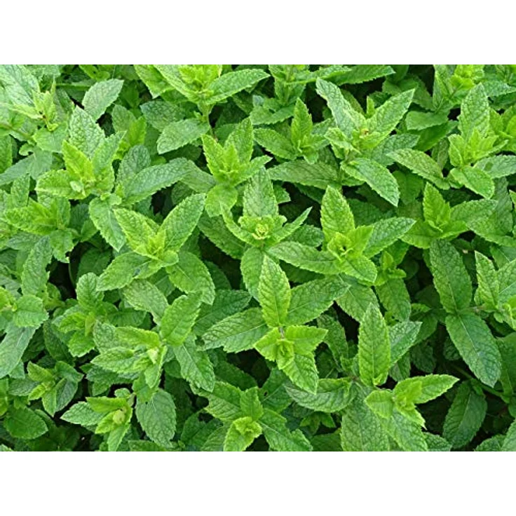 Feel Green Ecocube Minze Anzuchtset, Nachhaltiges Grow Your Own Kit im Holzwürfel, 100% Eco Friendly, Made in Austria – Bild 5