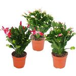 Exotenherz Weihnachtskaktus Schlumbergera Set, 3 Pflanzen in rot, rosa und weiß, 10,5 cm Topfgröße